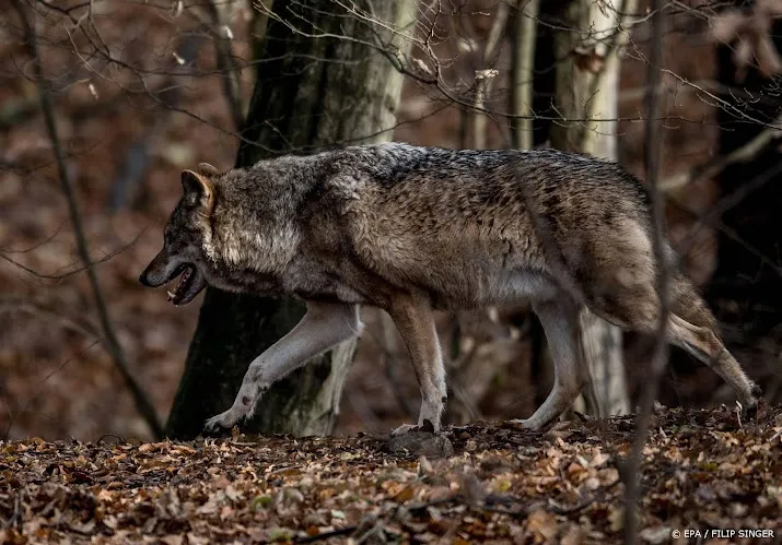 afgesneden wolvenkop bij duitse natuurorganisatie neergelegd