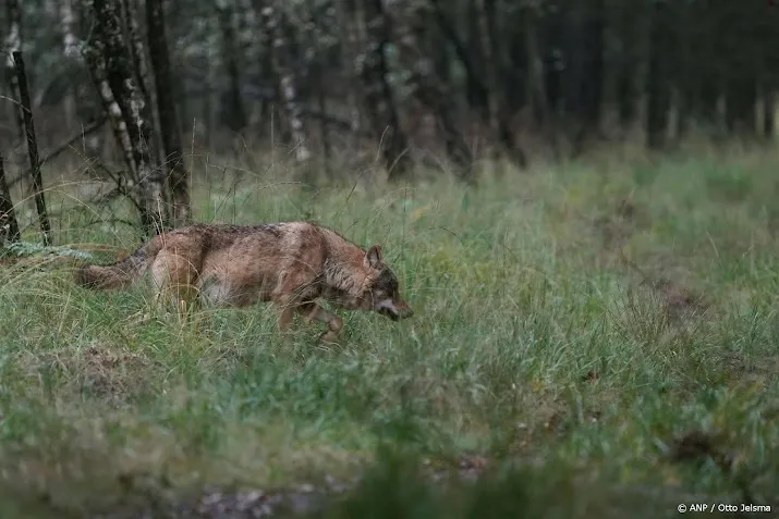 afschieten van wolven moet in gelderland deze lente mogelijk zijn