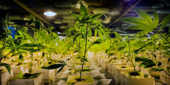 akkoord over wietproef in meer gemeenten