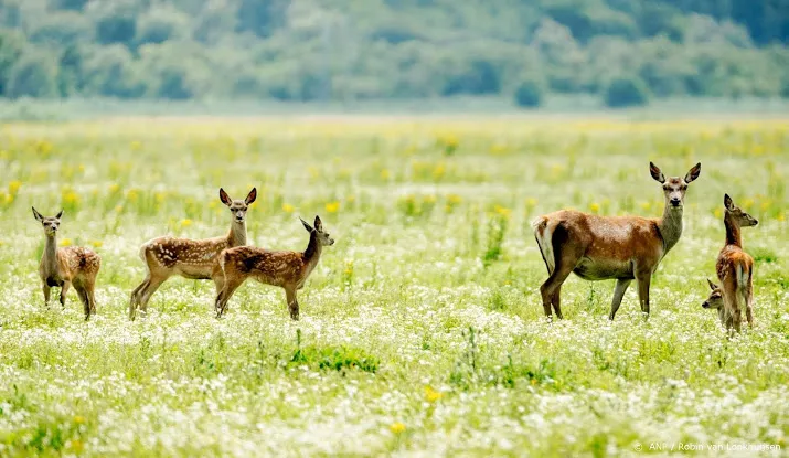 al 1354 herten in oostvaardersplassen gedood
