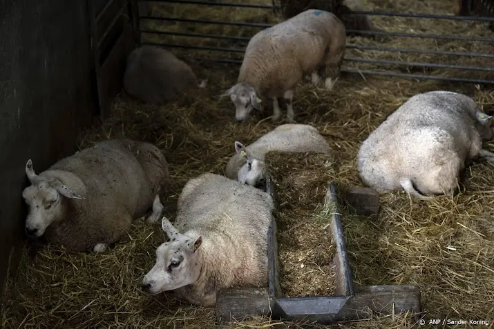 al meer dan duizend veebedrijven met blauwtong in nederland