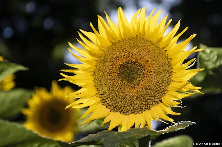 amerikaanse boeren telen meer zonnebloemen door oorlog oekraine