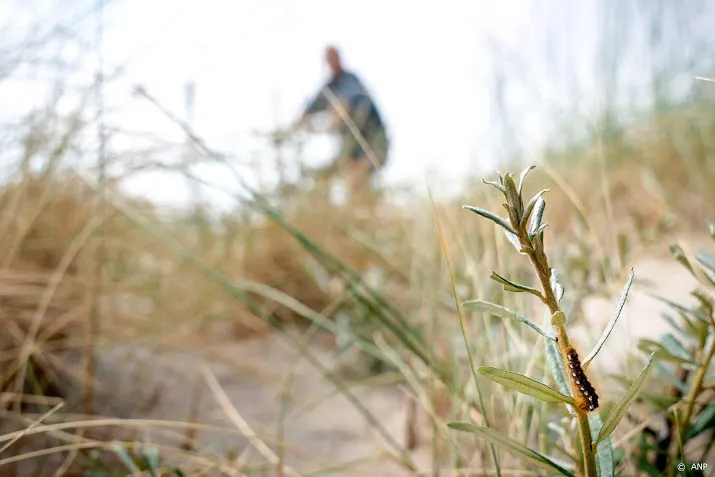 amerikaanse stierslang voelt zich thuis in haagse duinen