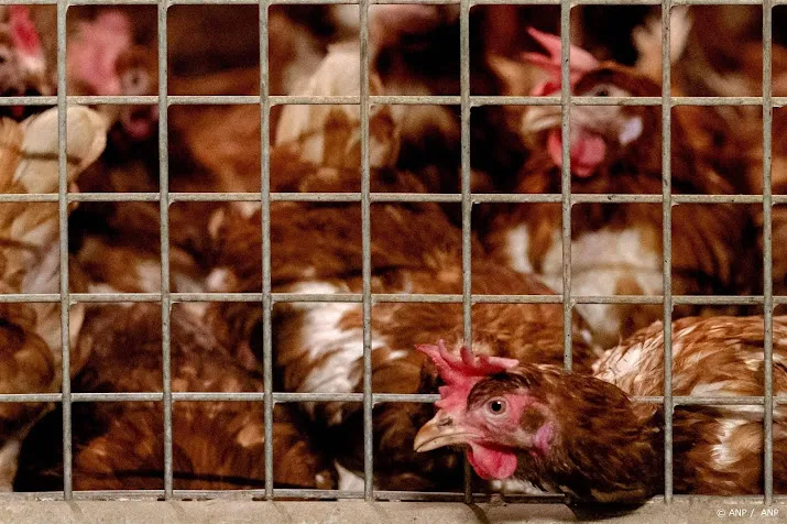 animal rights nu al meer dieren dood door stalbrand dan in 2023