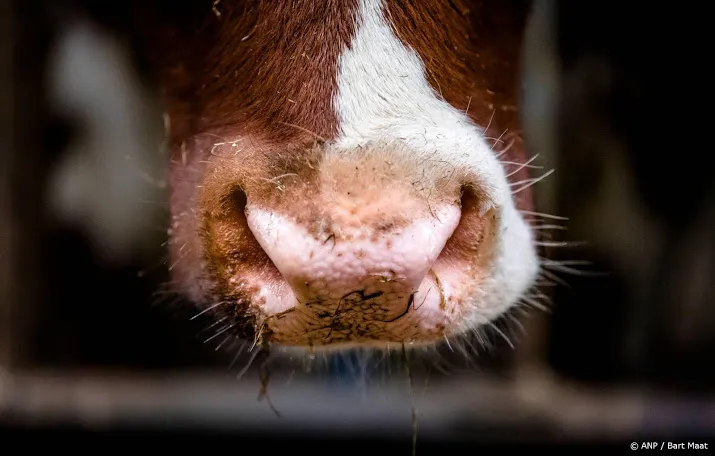 animal rights wil sluiting slachterij hasselt