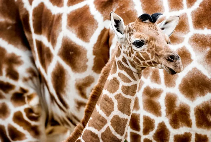 artis heeft er een girafje bij