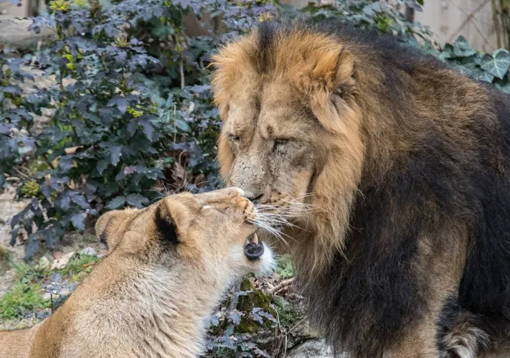 artis verliest leeuw caesar