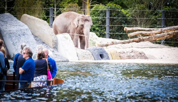 artis verwelkomt recordaantal bezoekers