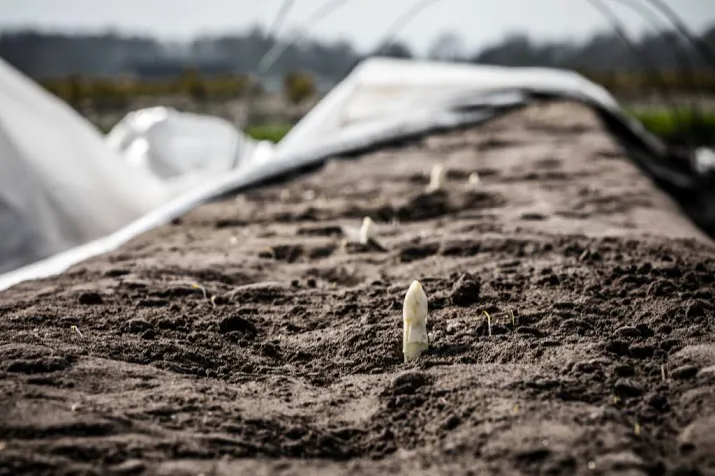 asperges laten langer op zich wachten door kou