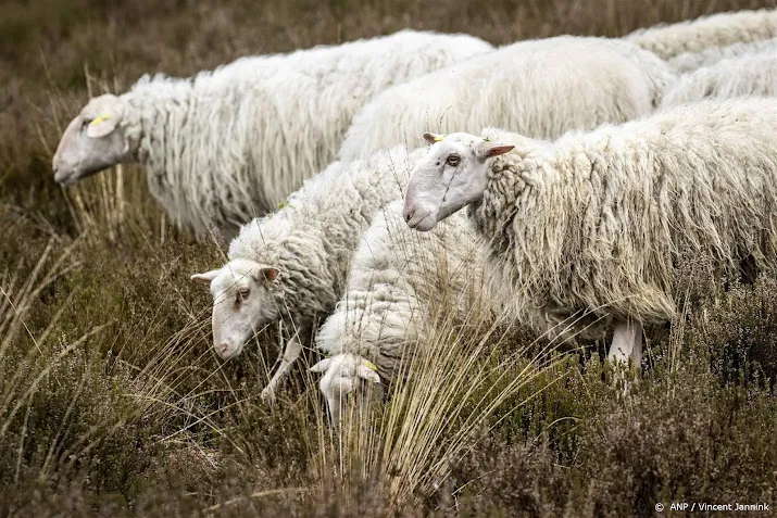 automobilist rijdt twaalf schapen dood op a4 in brabant