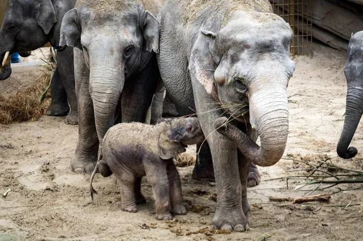 babyolifantje manoa voor het eerst naar buiten
