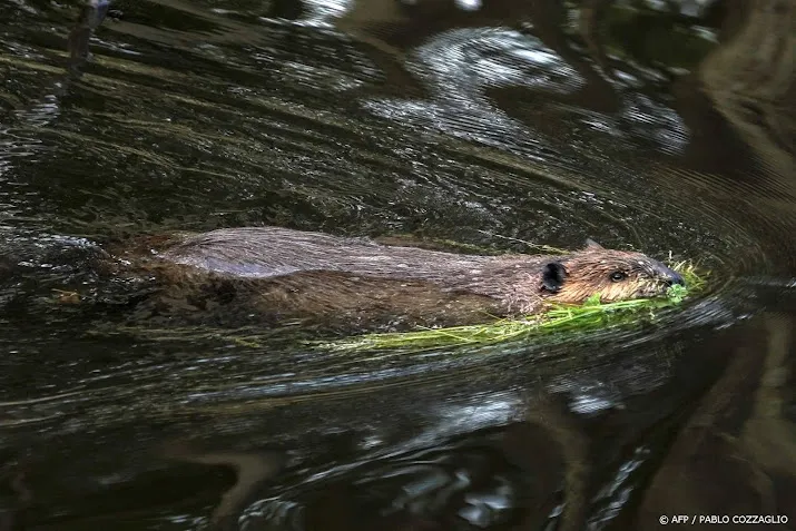 bever graaft weer gangen in dijk langs de maas in brabant