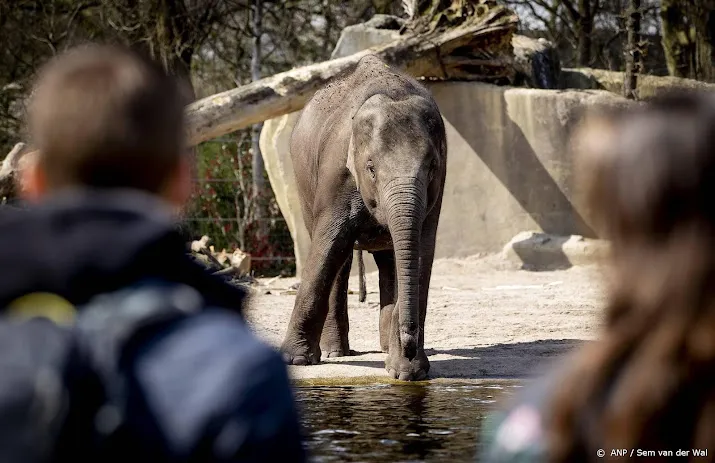 bezoekers van artis kunnen uitrusten op bankje van olifantenpoep