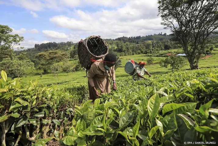 bijna 150 000 theewerkers in bangladesh leggen werk neer