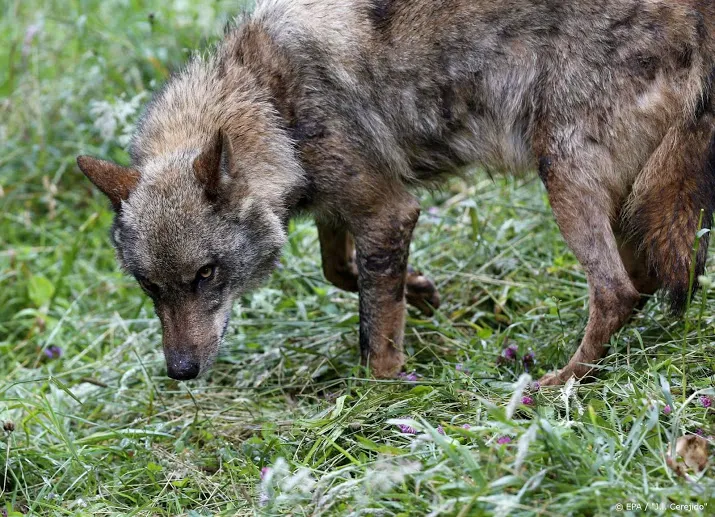 bijna helft nederlanders wil graag een wolf tegenkomen