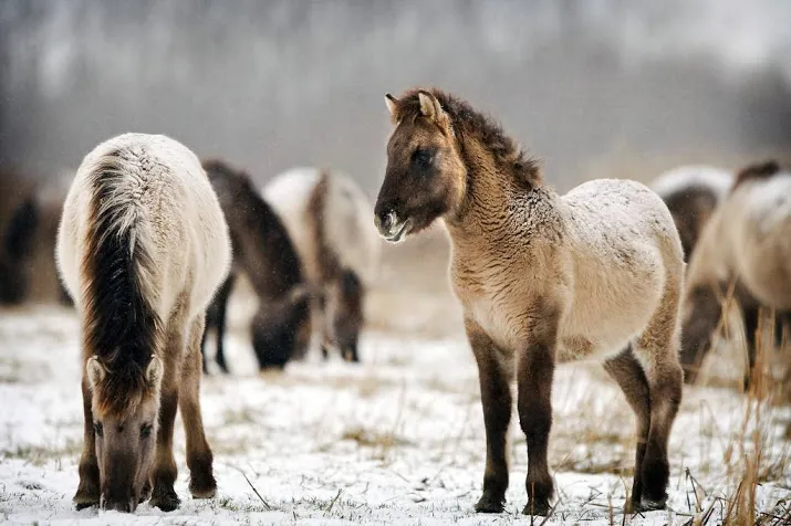 bijvoeren dieren oostvaardersplassen zinloos