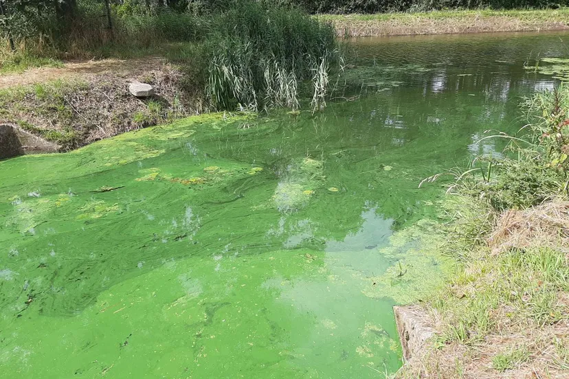 blauwalg omgeving gemert bakel boven aa