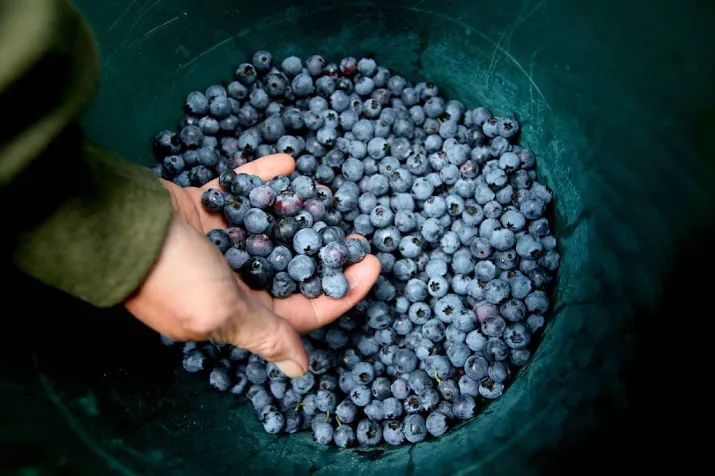 blauwe bes bezig aan opmars
