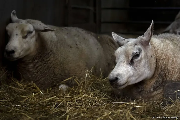 blauwtong breidt zich snel uit onder schapen en runderen