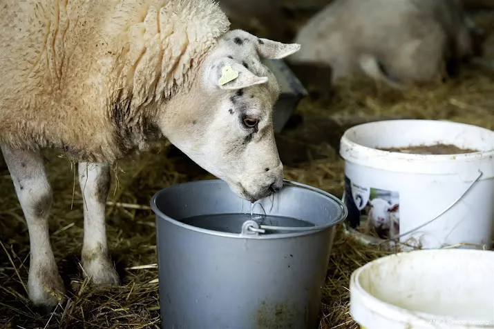 blauwtong duikt ook op in belgie