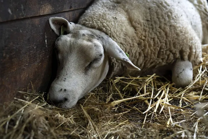 blauwtong voor het eerst in limburg vastgesteld