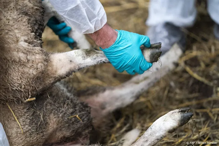 blauwtongvaccin in ontwikkeling hopelijk klaar voor zomer