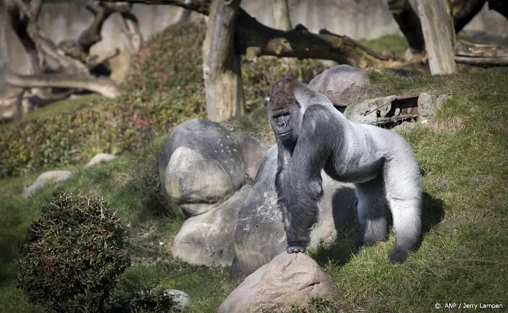 blijdorp hartfalen oorzaak dood gorilla bokito