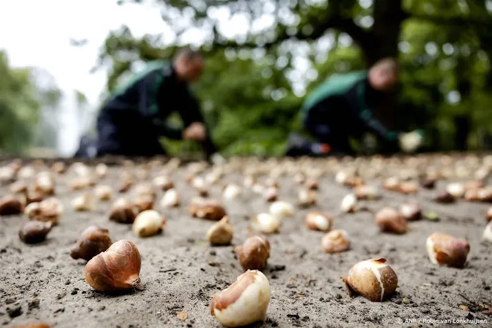 bloembollenteelt is bezig aan opmars