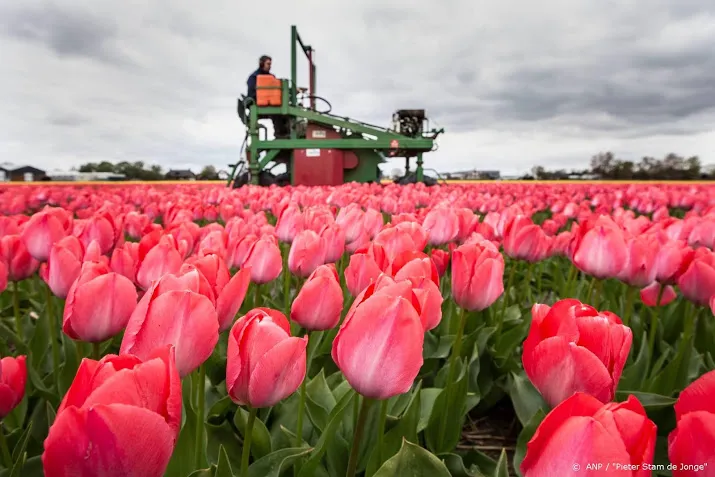 bloemen doneren voor 4 mei nu al een succes
