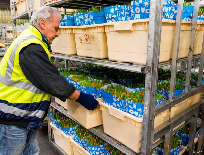 bloemen en fruitsector bang voor chaos