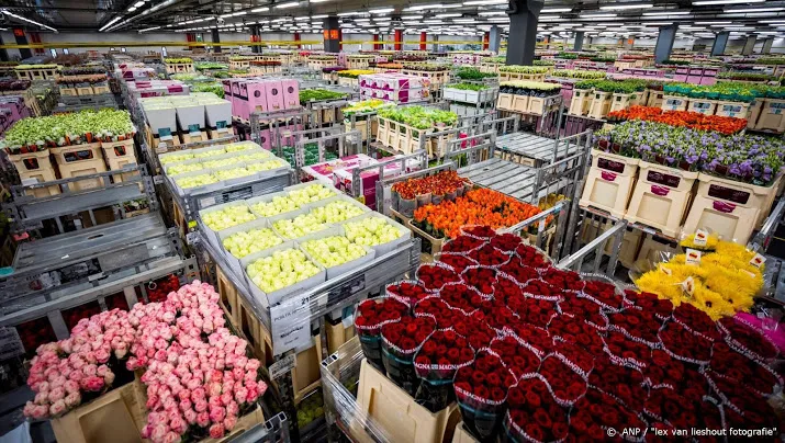 bloemen en plantenexport daalde sterk door coronacrisis