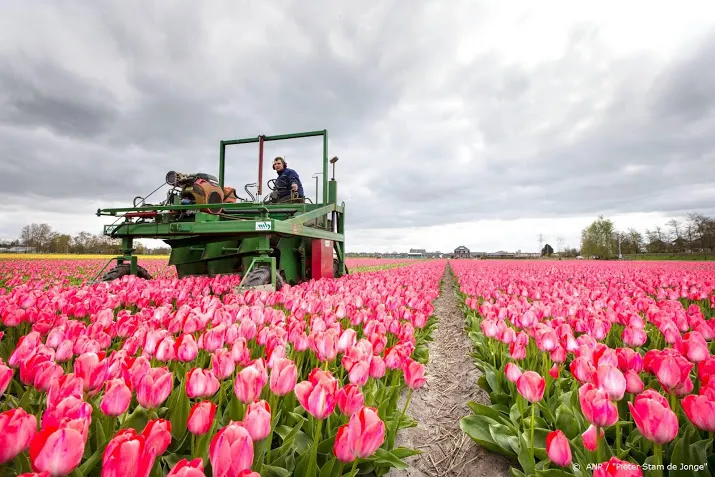 bloemen en plantenexporteurs wekelijks 100 miljoen euro kwijt