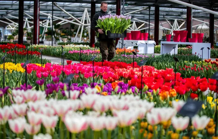 bloemen voor de paus gezegend op transport
