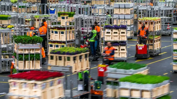 bloemenexport kent goede januarimaand