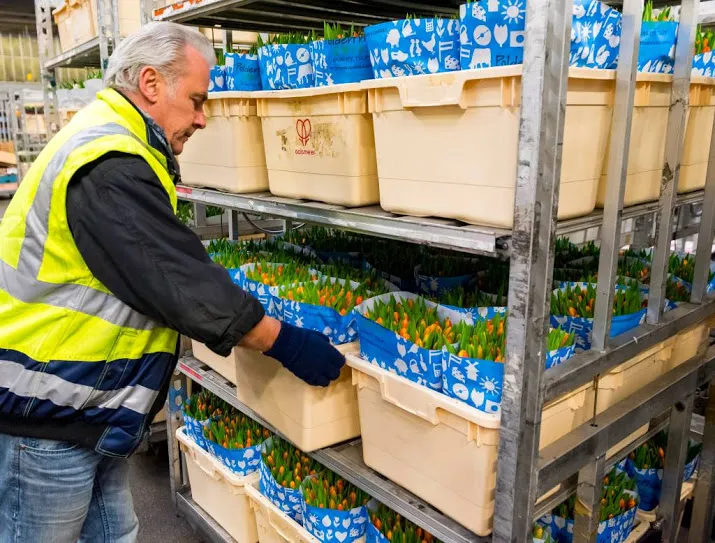 bloemenexporteurs verwachten goed 2019