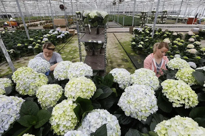 bloemenplatforms verkopen niet meer moederdagboeketten dan in 2023