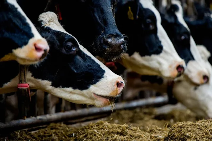 boer door het vuur voor zijn koeien