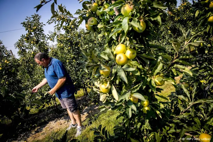 boeren aardappelen suikerbieten en fruit zijn dit jaar kleiner