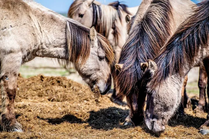 boetes voor actievoerders oostvaardersplassen