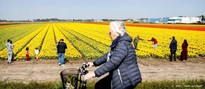 bollenkwekers gaan bloemen bollenvelden eerder weghalen