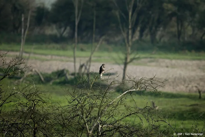 bos en moerasvogels doen het goed in nederland