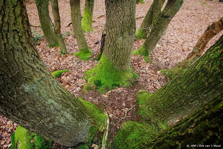 bossen stoten co2 uit tijdens hittegolf
