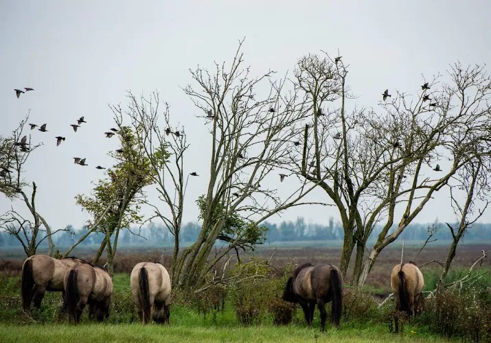 boswachter oostvaardersplassen bedreigd