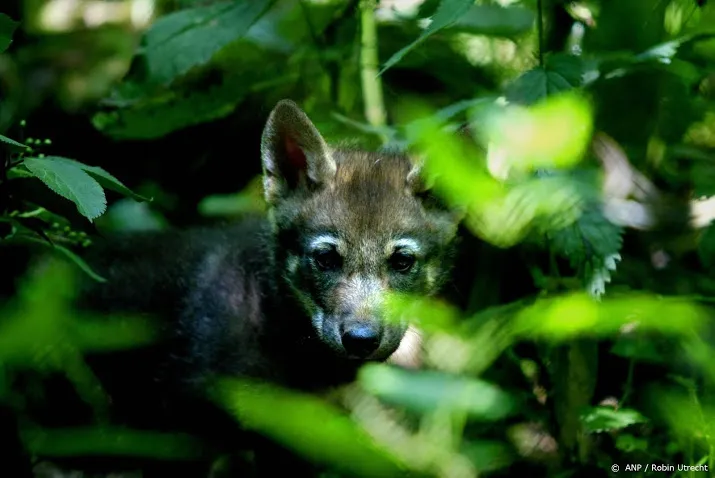 boswachters bekeuren wolftoeristen
