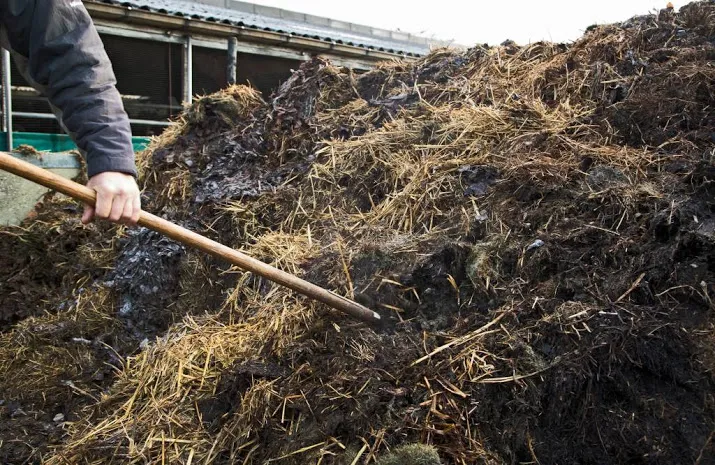 brabant maakt weg vrij voor grote mestfabriek
