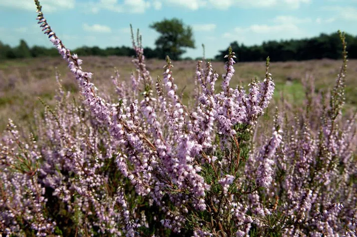 brabant wil unesco status voor peelrandbreuk
