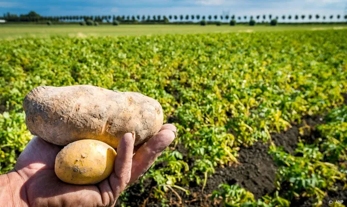 brussel akkoord met extra steun voor sierteelt en aardappelsector