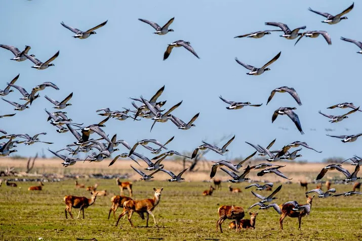 brussel bekijkt vogelstand oostvaardersplassen