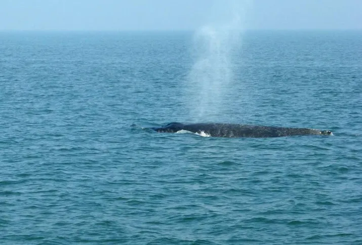 bultrug gezien bij texel