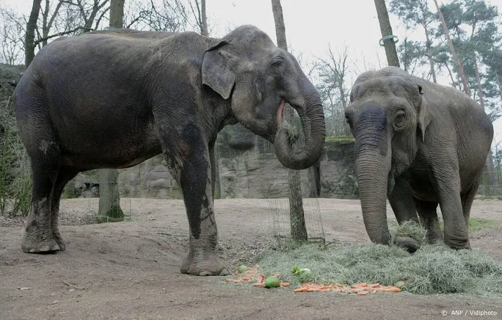 burgerszoo laat olifant rekka inslapen